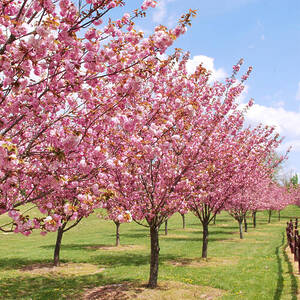 Сакура Канзан