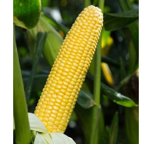КУКУРУДЗА СТРОНГСТАР F1, SYNGENTA 
