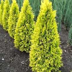 Туя Смарагд Голд