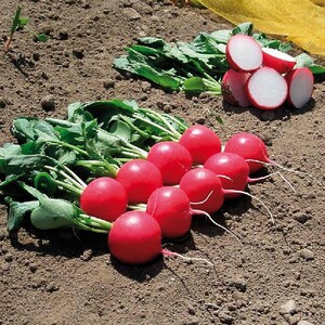 *РЕДИС МЕЛІТО F1, HAZERA 3.2-3.4мм