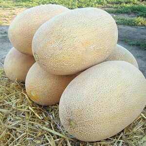 * ДИНЯ  РАЙМОНД F1,  HAZERA 5шт