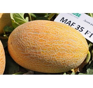 *ДИНЯ МАЗІН F1 , CLAUSE 5шт