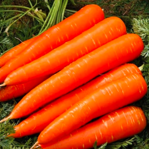 Морква 245-610 F1 250г