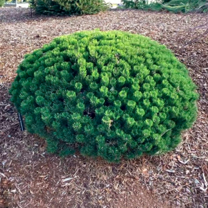 Ялина гірська Шервуд компакт