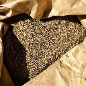 Люцерна магнічена ГМО