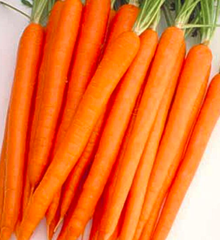 Морква Апперкат 100.000шт