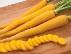 Морква Єлоубанч F1 100.000шт