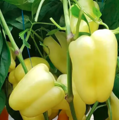 Перець БАРЛЕМ F1 500шт