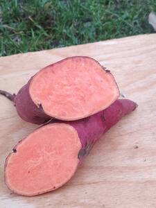 Батат "Баю Белл" (Лос Анжелес - LA)  2кг сітка.