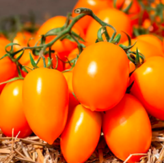 Томат Бенігара KS 1430 F1