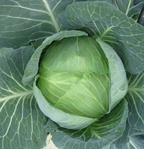 * Капуста ОТМ КІНГ F1 Takii Seeds, 1шт 