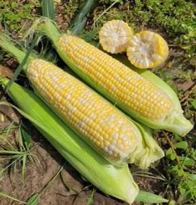 * Кукурудза Акведук F1, Spark seeds 10гр(55-65шт)