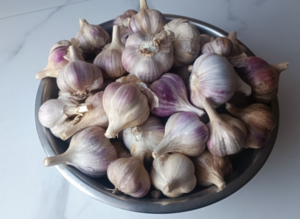 Часник Любаша 2 репродукція,фракція 40-50мм