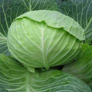 * Капуста ОТМ КІНГ F1 Takii Seeds, 1шт 