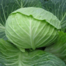 * Капуста ОТМ КІНГ F1 Takii Seeds, 1шт 