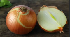 Цибуля Денді F1