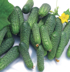 Огірок Домані KS 707 F1