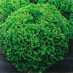 Салат Драгон