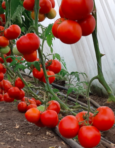 Томат Дрімболл F1 500шт