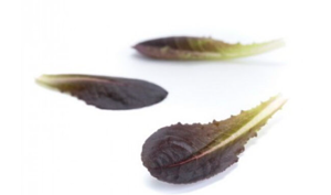 Салат дрібнолистковий Дзенарді 100 000шт