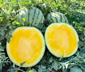 Кавун Сан Єллоу F1 1000шт