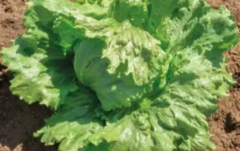 Салат Елсол 5000шт драже