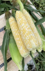 Кукурудза Ескорт F1 