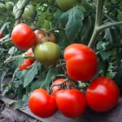 Томат Етерей F1