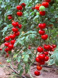 Томат Гранада F1 1000шт