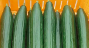 Огірок Хай Лайт F1 1000шт