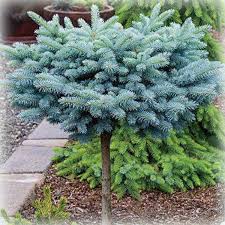 Ялина Глаука Глобоза