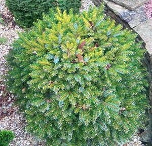 Ялина сербська Певе Тіджин