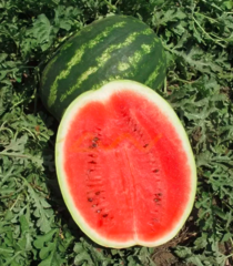 Кавун Інсепшн F1