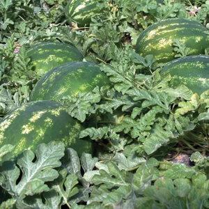 *КАВУН КАРІСТАН F1, SYNGENTA 10 шт 