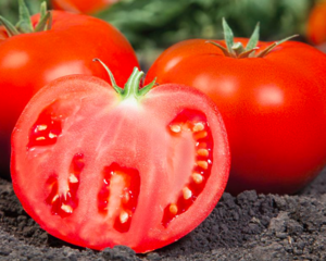 Томат Камі F1