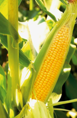 Камук F1 кукурудза Clause 5 000 шт