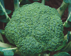 Капуста броколі Кеззі F1