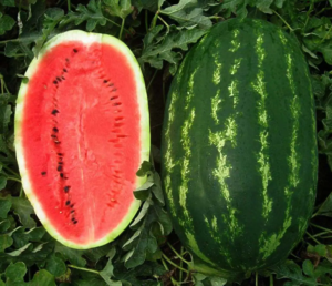 Кавун Карнаката F1 8 шт  Професійне Насіння 