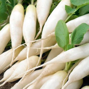 Редька KS 100 F1