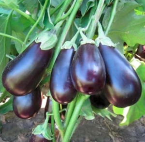 Баклажан KS 1258 F1