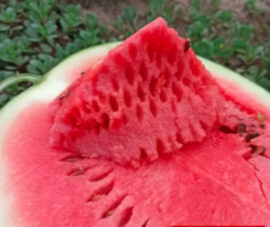 Кавун KS 160 F1