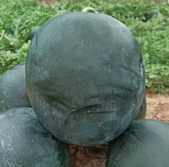 Кавун KS 160 F1