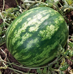 Кавун KS 165 F1