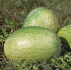 Кавун KS 1819 F1