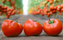 Томат KS 204 F1 