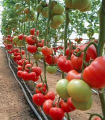 Томат KS 240 F1 100шт