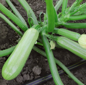 Кабачок KS 2446 F1