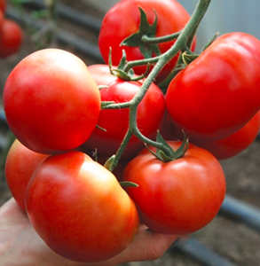 Томат KS 311 F1 100шт