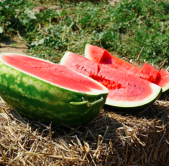 Кавун KS 350 F1