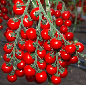 Томат черрі Ітіро  KS 4559 F1